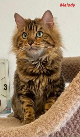 HotMaylove Cashmere Bengals ! Babys sind geboren !