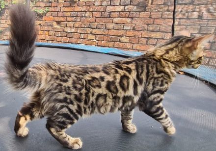 HotMaylove Cashmere Bengals ! Babys sind geboren !