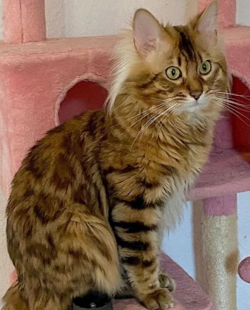 HotMaylove Cashmere Bengals ! Babys sind geboren !