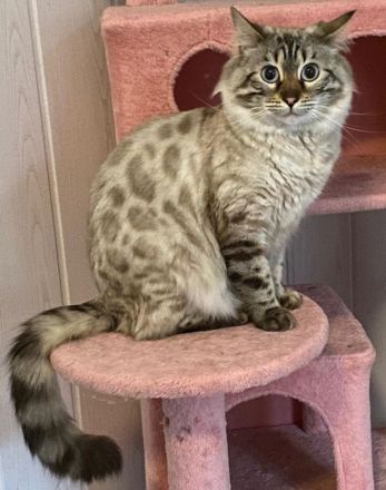 HotMaylove Cashmere Bengals ! Babys sind geboren !