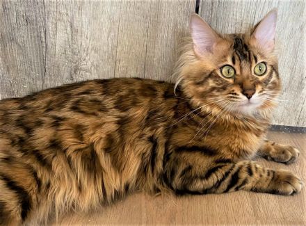 HotMaylove Cashmere Bengals ! Babys sind geboren !