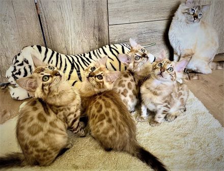 HotMaylove Cashmere Bengals ! Babys sind geboren !