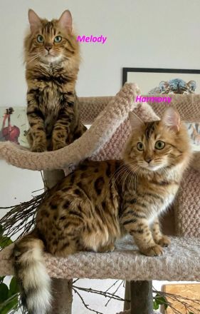 HotMaylove Cashmere Bengals ! Babys sind geboren !