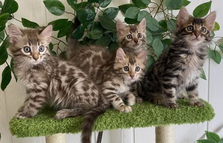 HotMaylove Cashmere Bengals ! Babys sind geboren !