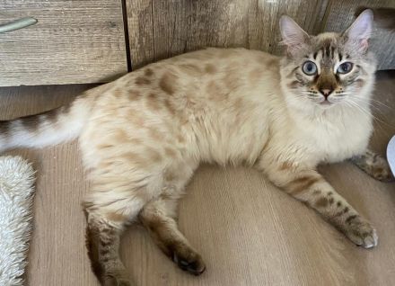 HotMaylove Cashmere Bengals ! Babys sind geboren !