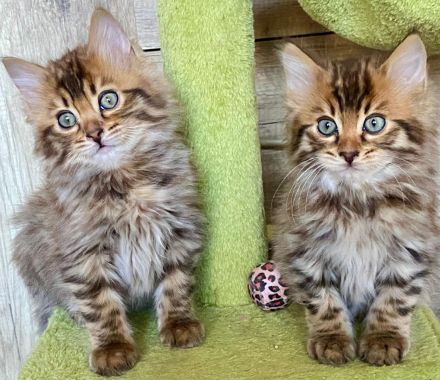 HotMaylove Cashmere Bengals ! Babys sind geboren !