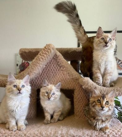 HotMaylove Cashmere Bengals ! Babys sind geboren !