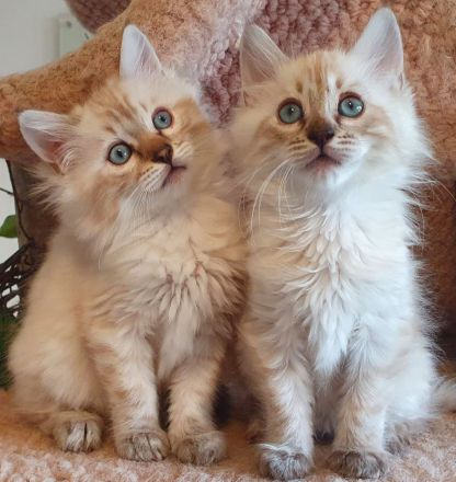 HotMaylove Cashmere Bengals ! Babys sind geboren !
