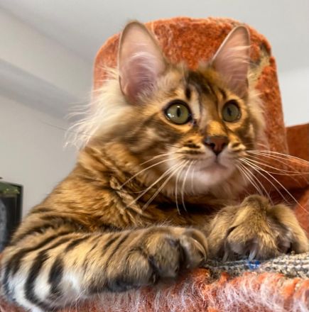 HotMaylove Cashmere Bengals ! Babys sind geboren !