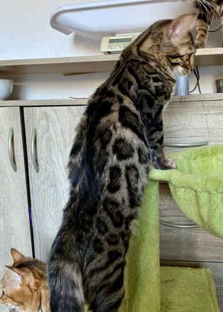 HotMaylove Cashmere Bengals ! Babys sind geboren !