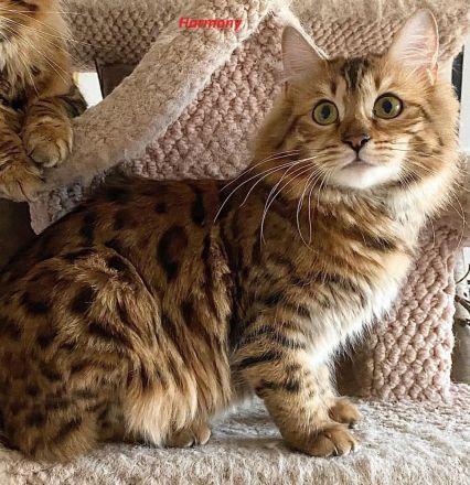 HotMaylove Cashmere Bengals ! Babys sind geboren !