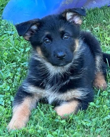 🐾💖Lernen Sie unsere adorablen Deutscher Schäferhund-Welpen kennen!