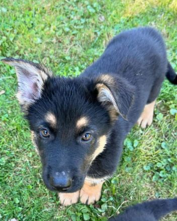 🐾💖Lernen Sie unsere adorablen Deutscher Schäferhund-Welpen kennen!