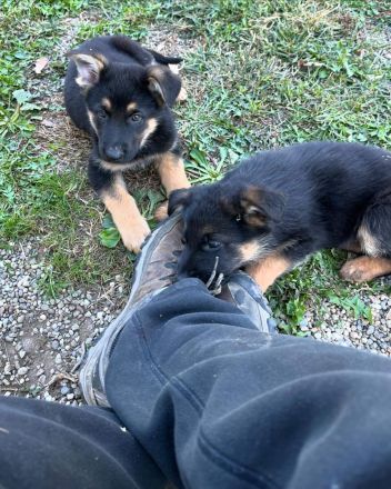 🐾💖Lernen Sie unsere adorablen Deutscher Schäferhund-Welpen kennen!