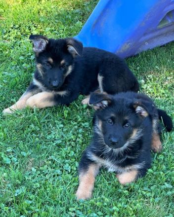 🐾💖Lernen Sie unsere adorablen Deutscher Schäferhund-Welpen kennen!