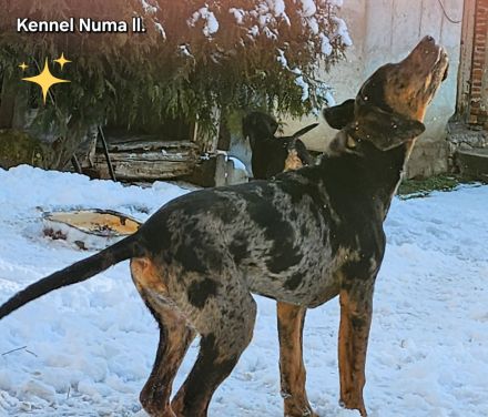 Catahoula – Louisiana-Leopardenhund