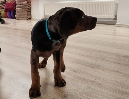 Catahoula – Louisiana-Leopardenhund