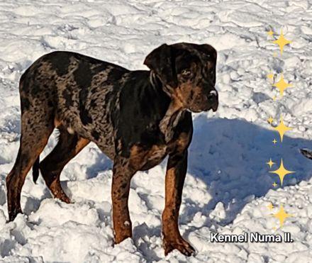 Catahoula – Louisiana-Leopardenhund
