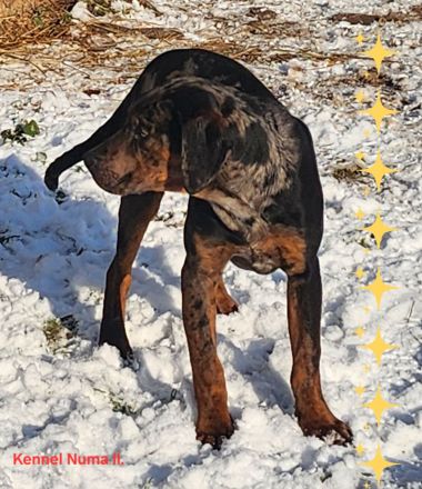 Catahoula – Louisiana-Leopardenhund