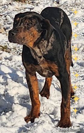 Catahoula – Louisiana-Leopardenhund