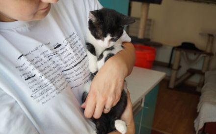 Kleine Milly sucht das große Glück