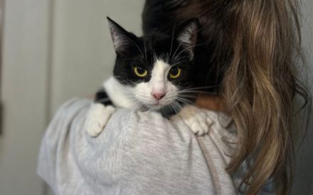 Kleine Milly sucht das große Glück
