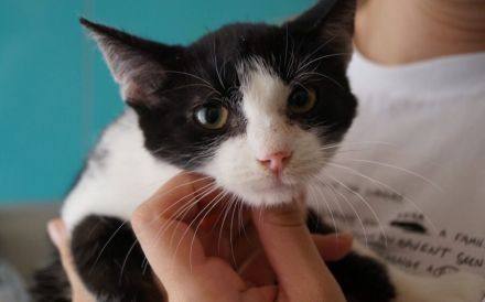 Kleine Milly sucht das große Glück