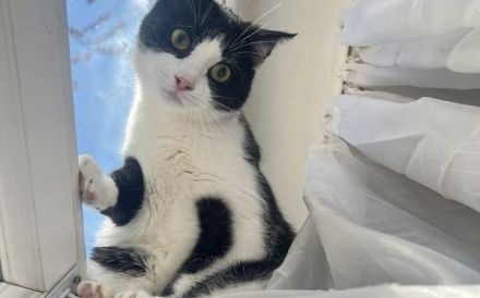Kleine Milly sucht das große Glück