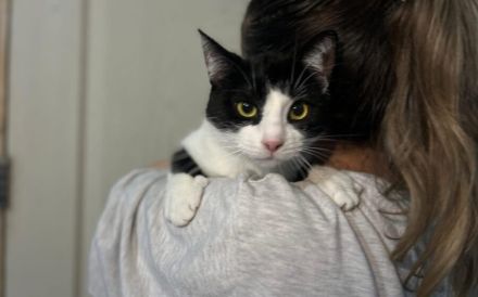 Kleine Milly sucht das große Glück