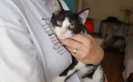 Kleine Milly sucht das große Glück