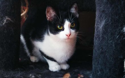 Kleine Milly sucht das große Glück