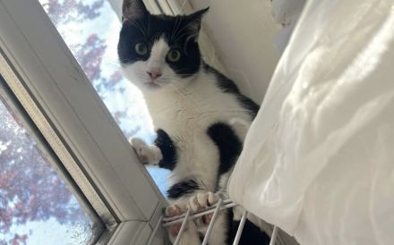 Kleine Milly sucht das große Glück