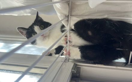 Kleine Milly sucht das große Glück