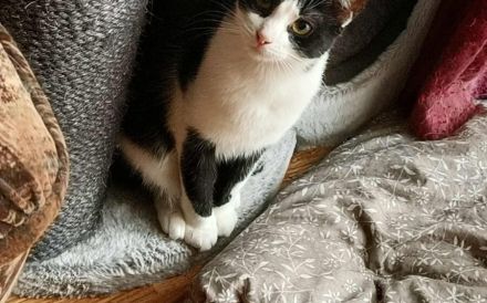Kleine Milly sucht das große Glück