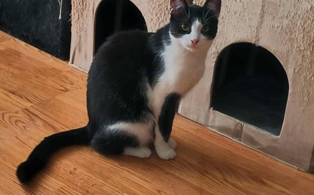 Kleine Milly sucht das große Glück