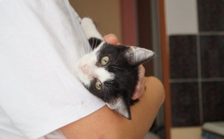 Kleine Milly sucht das große Glück