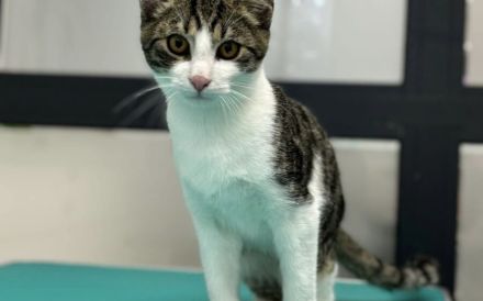 Junger, verschmuster Teo sucht seine Für-Immer-Menschen!