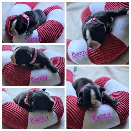 Continental Bulldogge