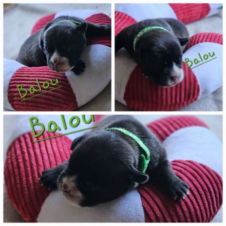 Continental Bulldogge