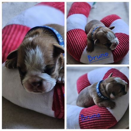 Continental Bulldogge