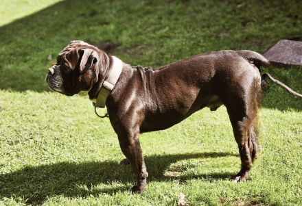 Continental Bulldogge