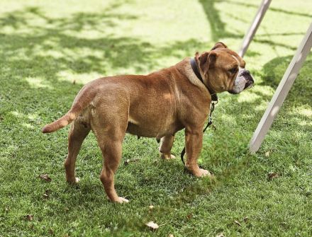 Continental Bulldogge