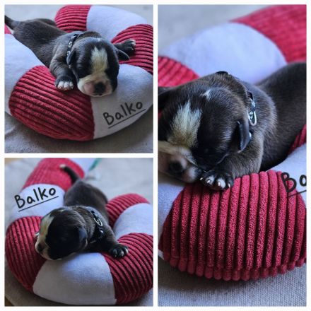 Continental Bulldogge