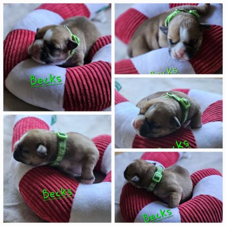 Continental Bulldogge