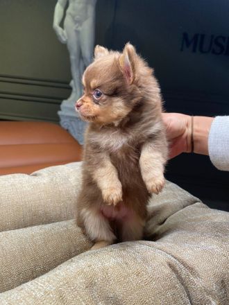 Pomeranian x Chihuahua Schoki