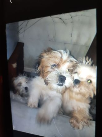 2 Shih Tzu suchen ein neues Zuhause