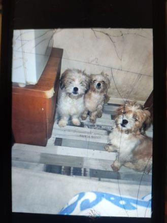 2 Shih Tzu suchen ein neues Zuhause