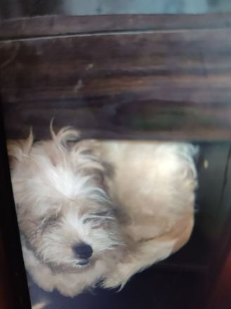 2 Shih Tzu suchen ein neues Zuhause