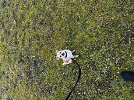 Kleine Chihuahua Mischlingshündin