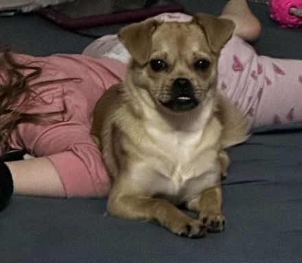 Kleine Chihuahua Mischlingshündin